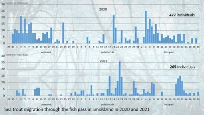 Graph showing the amount of sea trout flowing through the fish pass in the 2020 and 2021 seasons