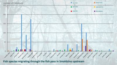 Graph showing the number of individual fish species flowing upstream through the fish pass for the 2020 and 2021 seasons